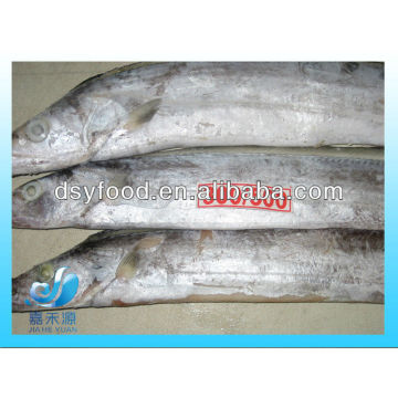 FROZEN RIBBONFISH STEAK/HAIRTAIL STEAK/ WHOLE ROUND